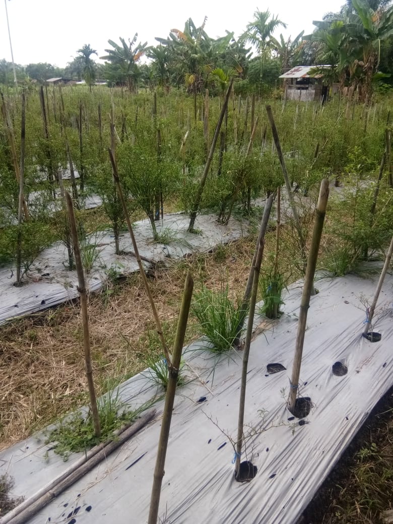 Curah Hujan Tinggi, Petani Swadaya di Inhu Terancam Gagal Panen 